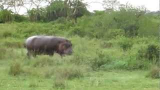 Hippo running into the pond Serengeti National Park [upl. by Nadiya151]