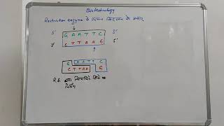 Types of cleavage produced by restriction enzymes [upl. by Gilburt985]