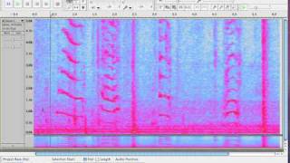 Exploring Audacitys Spectrogram View [upl. by Cinamod243]