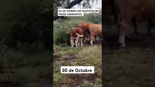 DESTETES 2024 vacas becerros toretes toros campo rancho simmental fleckvieh agro zacatecas [upl. by Airotel]