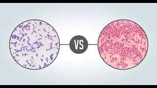 Lets know the DIFFERENCE between GRAM Positive and Gram Negative Bacteria [upl. by Elly]