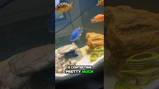 Fish Fight😂Funny Pets FishTank [upl. by Dallman649]