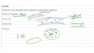 Distinction of individual cells is absent in coenocytic organism [upl. by Uyerta504]