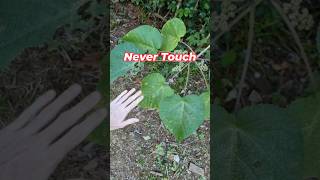 सबसे खतरनाक पौधा l Gympie Gympie l The amazing plant l trending viralvideo learnwithme [upl. by Vincent284]