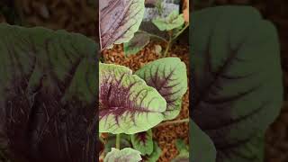 Gardening Vlog Heatwave kills my veggies and affect their growth rate gardeningblog garden farm [upl. by Anyak771]