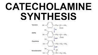 Catecholamine Synthesis [upl. by Sevy804]