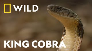 King Cobra vs King Cobra  Snake Bite  National Geographic WILD UK [upl. by Freyah]