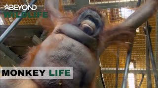 S5E13  Jeremy’s Got High Hopes For Overweight OrangUtan Oshine  Monkey Life  Beyond Wildlife [upl. by Tonina]