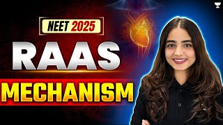 RAAS Mechanism  Excretory Products and their Elimination NEET 2025  Apeksha Singh neet2025 [upl. by Hnilym]