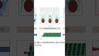 Microtubos um dos constituintes do citoesqueleto [upl. by Erdah240]