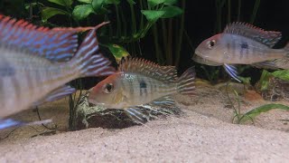 Aktualizacja akwarium 1000 litrów Geophagus Red head Tapajos Pielęgnica Ramireza Ogólne info [upl. by Kevan]