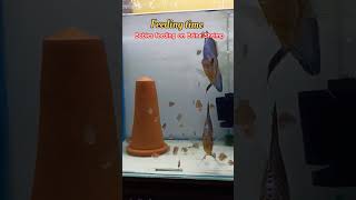 Discus Breeding Update  Discus feeding 🧿🧿 discus discusfish shorts ytshorts [upl. by Acimaj512]