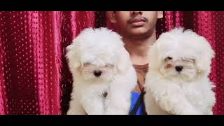 subbukennel maltesepuppies for sale in Delhi more detail contact me 8076160014 [upl. by Nodroj]