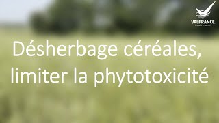 Désherbage anti graminées des céréales limiter la phytotoxicité [upl. by Mirak639]