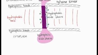 Transmembrane Proteins [upl. by Anahsek]