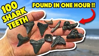 How to Find Shark Teeth on the Beach LIKE A PRO [upl. by Anirehc]