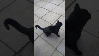 BABY CAT MEOWING CAT blackcat meow meowing CATLIFE CATLOVE catmeowing [upl. by Oakley66]