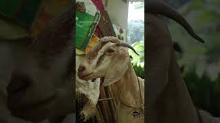 Goat farming in village aadujeevitham [upl. by Muns]