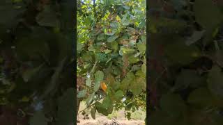 From Tree to Taste Exploring Tanzanias Cashew Farm  PART 2  Galaxy Commercial [upl. by Laeria]