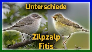 Fitis Zilpzalp  Unterschiede Gesang Aussehen [upl. by Bal]