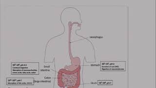 Modifications de la flore intestinale après chirurgie bariatrique [upl. by Neall]