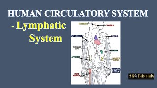 Lec 09 Lymphatic System  Human CardioVascular System [upl. by Ulrica]