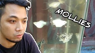 BREEDING MOLLIES  thousands of mollies in 1 month  how to breed MOLLY FISH hendrix backyard style [upl. by Ravaj]