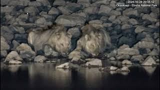 Sub adult lions Okaukuejo Resort Waterhole Etosha Namibia Link in description [upl. by Eniamor140]