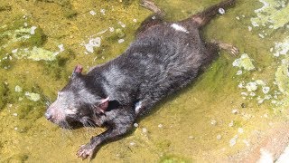 Tasmanian Devil Bathing  Tasmansk djævel  Copenhagen ZOO [upl. by Armitage670]