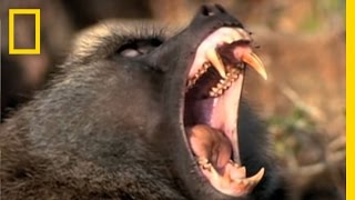 Baboon Attack  National Geographic [upl. by Ettegdirb]