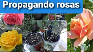 Como enraizar o propagar rosas [upl. by Anilesor442]