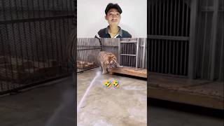 Try Not to Laugh Challenge 57 🤣 funny shorts viral [upl. by Tirrell421]