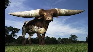 10 Razas de Toros Que No Sabías Que Existían el Numero 2 te hará pensar [upl. by Inoue]