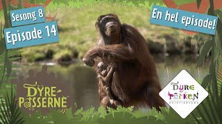 Orangutangene får en utfordring  Dyrepasserne S8E14  Dyreparken [upl. by Nnaylrebmik]