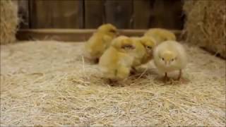 Buff Orpington Chicks [upl. by Ayekat]