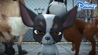 Ozzy  Official Teaser  Trailer 1 2017 Animated Movie  Disney Channel [upl. by Celestyna398]