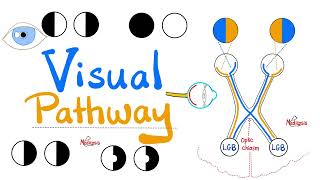 Visual Pathway amp its defects  Optic nerve  Optic Chiasm  Optic tract  Lateral Geniculate Body [upl. by Myke50]