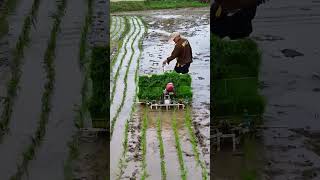 Rice transplanter water farming machine [upl. by Daisi]