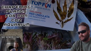 Carpeting plants Red Undulatas from petsmart for a Planted Aquarium [upl. by Ymiaj]