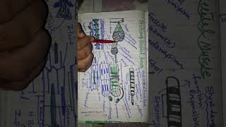 structure of skeletal muscle [upl. by Sherry500]