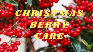 HOW TO GROW amp CARE FOR ARDISIA CRENATA  COMPLETE CARE GUIDE ON CHRISTMAS BERRY INTERESTING FACTS [upl. by Tihor]