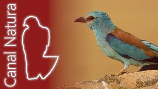 Carraca europea Coracias garrulus European Roller 4K [upl. by Kavanagh817]