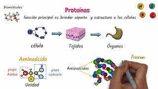 Proteínas Biomoléculas [upl. by Ahsitam459]