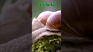 Facts For Kids  Snails [upl. by Candra]