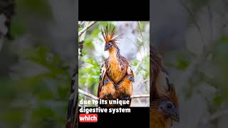 Hoatzin Unique Bird of Amazon [upl. by Damarra634]