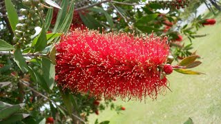 Bottle brush cutting propagation  Callistemon propagation from cutting shorts youtubeshorts [upl. by Xonel]