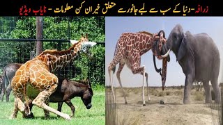 Facts About Giraffe in Hindi and Urdu Giraffe facts Dunyacover [upl. by Navap]