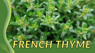 FRENCH THYME Finally Revealed Thymus vulgaris quotthym françaisquot🌿🌱🪴 [upl. by Kenzie968]