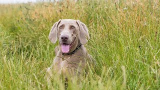 Weimaraner Health Sc [upl. by Labotsirhc]