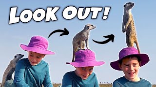 MEERKAT on my HEAD Kids Wild Animal Africa Adventures [upl. by Eterg]